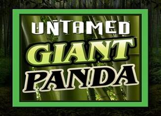 Untamed - Giant Panda 